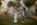 photo mariage 